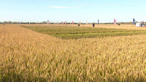 海水稻寒地育種在鐵力市試驗(yàn)成功︳市生態(tài)環(huán)境局開(kāi)展全市加油站及成品油生產(chǎn)企業(yè)環(huán)保監(jiān)督檢查