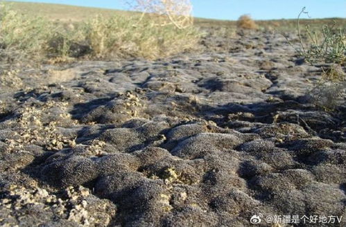 7月7日上海早新聞聚焦新疆環保新舉措 守護綠洲，共建美麗中國
